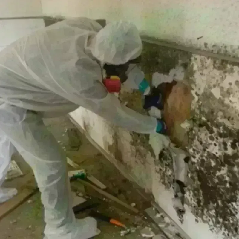 Mold Remediation and Removal in Lake Stevens, WA